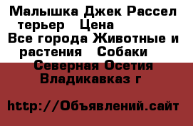 Малышка Джек Рассел терьер › Цена ­ 40 000 - Все города Животные и растения » Собаки   . Северная Осетия,Владикавказ г.